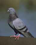 Сизый голубь фото (Columba livia) - изображение №1527 onbird.ru.<br>Источник: www.nenature.com